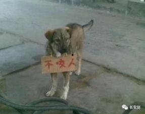 狗咬人最新爆料,最新爆料揭露惊人内幕